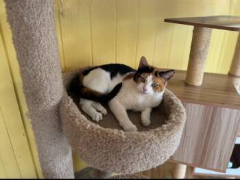 Rescue Calico Cats for Adoption in Madison Heights, Michigan - Peanut | PetCurious