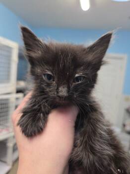 Floras -  Domestic Medium Hair Cat for Adoption in Gold Beach, Oregon - Floras | PetCurious