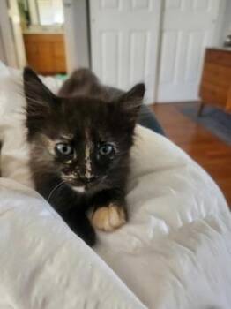 Willow -  Domestic Short Hair Cat for Adoption in Newberg, Oregon - Willow | PetCurious