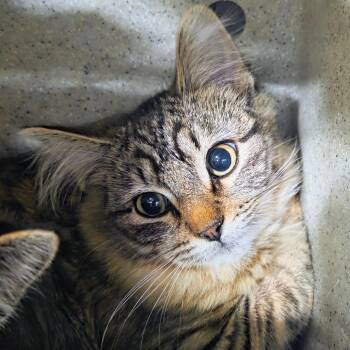 Domestic Medium Hair Cats Available for Adoption - Gryla | PetCurious