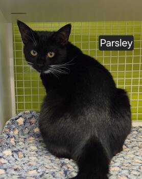 Parsley -  Domestic Short Hair Cat for Adoption in Dunellen, New Jersey - Parsley | PetCurious