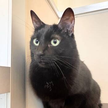 Domestic Medium Hair and Domestic Short Hair Cats Available for Adoption - Prosciutto & Jamon | PetCurious