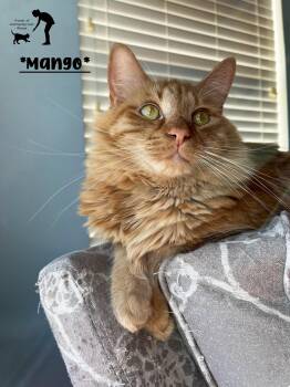 Mango -  Domestic Medium Hair Cat for Adoption in Centerville, Utah - Mango | PetCurious
