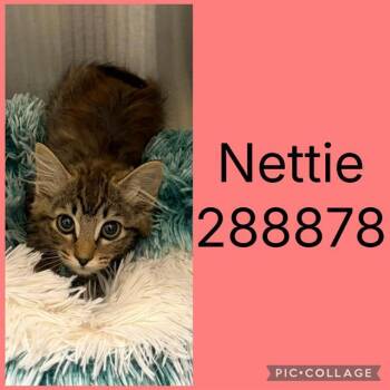 NETTIE -  Domestic Medium Hair Cat for Adoption in Macon, Georgia - NETTIE | PetCurious