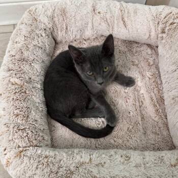 Pumba -  Domestic Short Hair Cat for Adoption in Garden Grove, California - Pumba | PetCurious