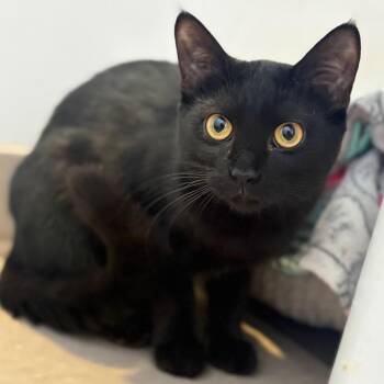 Domestic Short Hair Cats Available for Adoption - Lunette | PetCurious