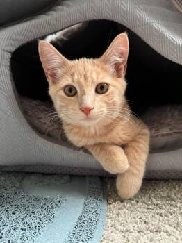 Bert -  Domestic Short Hair Cat for Adoption in Elkton, Maryland - Bert | PetCurious