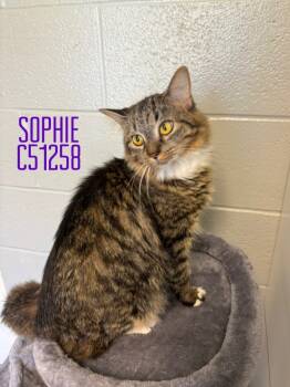 Rescue Domestic Long Hair Cats for Adoption in Clarksville, Tennessee - Sophie | PetCurious
