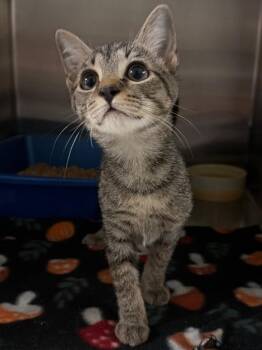Kanga -  Domestic Short Hair Cat for Adoption in Ocala, Florida - Kanga | PetCurious