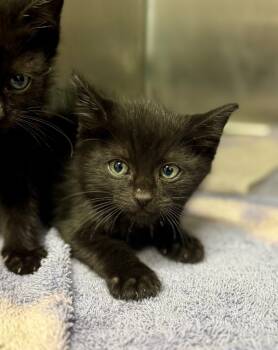 Rescue Domestic Short Hair Cats for Adoption in Danielsville, Georgia - Tyler | PetCurious