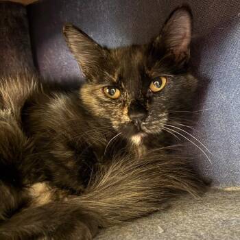 Harlow -  Domestic Long Hair Cat for Adoption in Las Vegas, Nevada - Harlow | PetCurious