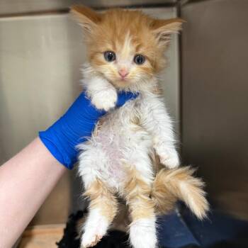 Orange Cranberry -  Domestic Medium Hair Cat for Adoption in Birmingham, Alabama - Orange Cranberry | PetCurious