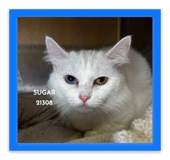 SUGAR -  Domestic Medium Hair Cat for Adoption in Marietta, Georgia - SUGAR | PetCurious