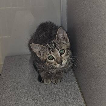 Sesame -  Domestic Short Hair Cat for Adoption in Cedar Rapids, Iowa - Sesame | PetCurious