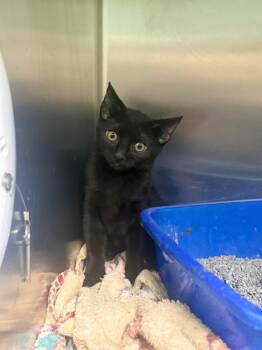 Cerus -  Domestic Short Hair Cat for Adoption in Waverly, Tennessee - Cerus | PetCurious