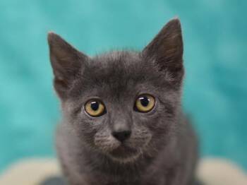 Clam -  Domestic Short Hair Cat for Adoption in Portland, Oregon - Clam | PetCurious
