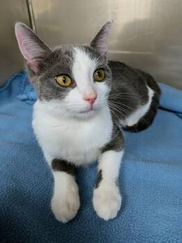 Jasmine -  Domestic Short Hair Cat for Adoption in Mount Carmel, Illinois - Jasmine | PetCurious