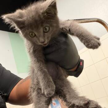 IVHS-Stray-139946 -  Domestic Short Hair Cat for Adoption in San Gabriel, California - IVHS-Stray-139946 | PetCurious