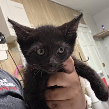 Damon -  Domestic Short Hair Cat for Adoption in Leander, Texas - Damon | PetCurious