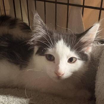 Domestic Medium Hair Cats Available for Adoption - Wellington | PetCurious