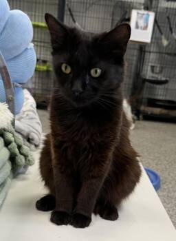 Paisley -  Domestic Medium Hair Cat for Adoption in Jackson, California - Paisley | PetCurious