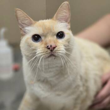 Domestic Short Hair Cats Available for Adoption - Pumpkin | PetCurious