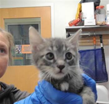 SANTI -  Domestic Medium Hair Cat for Adoption in Albuquerque, New Mexico - SANTI | PetCurious