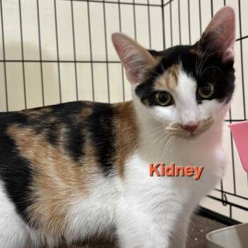 20260901-A2 Kidney -  Domestic Short Hair Cat for Adoption in Chehalis, Washington - 20260901-A2 Kidney | PetCurious