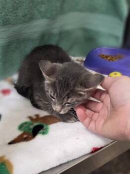 Blaine -  Domestic Short Hair Cat for Adoption in Westland, Michigan - Blaine | PetCurious