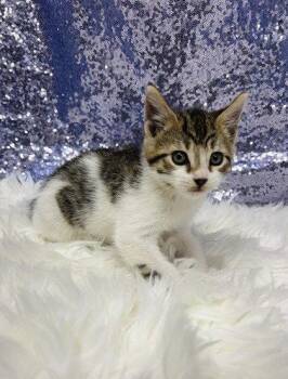 Bernard -  Domestic Short Hair Cat Available for Adoption in Clarkesville, Georgia - Bernard | PetCurious