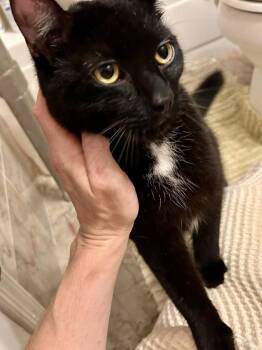 Norman -  Domestic Short Hair and Bombay Cat for Adoption in New York, New York - Norman | PetCurious
