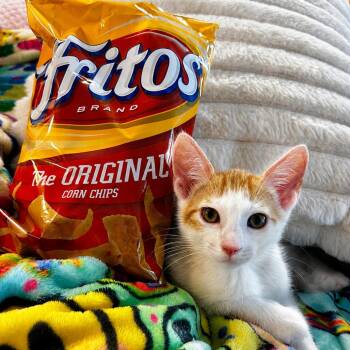 Frito -  Domestic Short Hair Cat for Adoption in Briarcliff Manor, New York - Frito | PetCurious