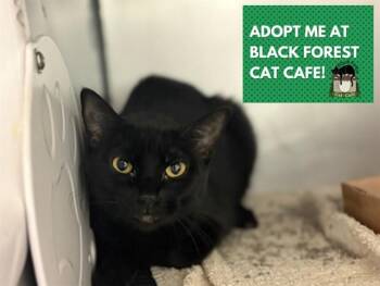 SADEY -  Domestic Short Hair Cat for Adoption in Fort Wayne, Indiana - SADEY | PetCurious