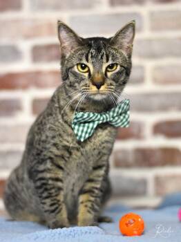 Rescue Domestic Short Hair Cats for Adoption in Conroe, Texas - Radio | PetCurious