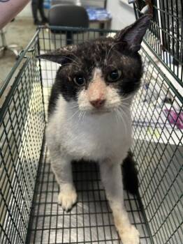 Sperion -  Domestic Short Hair Cat for Adoption in Mobile, Alabama - Sperion | PetCurious