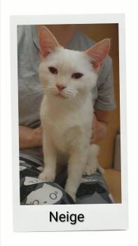 Neige -  Domestic Short Hair Cat for Adoption in Caistor Centre, Ontario - Neige | PetCurious