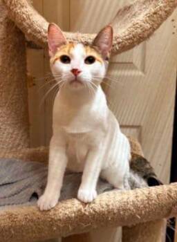 Rescue Calico Cats for Adoption in Georgina, Ontario - Grumbles | PetCurious