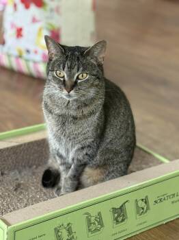 Domestic Short Hair Cats Available for Adoption - ZHU ZHU | PetCurious