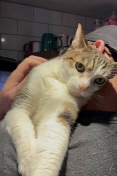 Kuna -  Domestic Short Hair Cat for Adoption in Reno, Nevada - Kuna | PetCurious