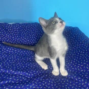 Changeling -  Domestic Short Hair Cat for Adoption in San Antonio, Texas - Changeling | PetCurious