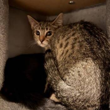 Cliff -  Domestic Short Hair Cat for Adoption in Janesville, Wisconsin - Cliff | PetCurious