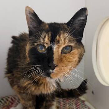 Missy -  Domestic Short Hair Cat for Adoption in Philadelphia, Pennsylvania - Missy | PetCurious
