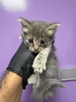 61673484 -  Domestic Short Hair Cat for Adoption in El Paso, Texas - 61673484 | PetCurious