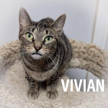Rescue Domestic Short Hair and Tabby Cats for Adoption in Griffith, Indiana - VIVIAN | PetCurious
