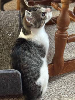 Rescue Domestic Short Hair Cats for Adoption in Port Republic, Maryland - Ivy | PetCurious