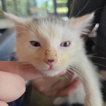 Domestic Short Hair Cats Available for Adoption in Leander, Texas - Feather | PetCurious