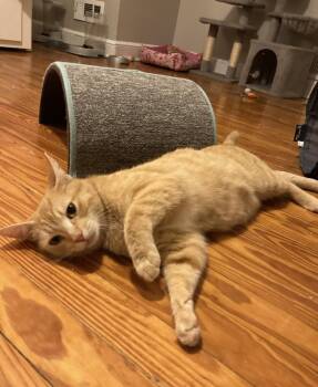 Rescue Domestic Short Hair Cats for Adoption in Calverton, Maryland - Mrs. Norris | PetCurious