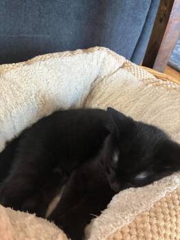 Cat Boy -  Domestic Short Hair Cat for Adoption in Arthur, Ontario - Cat Boy | PetCurious
