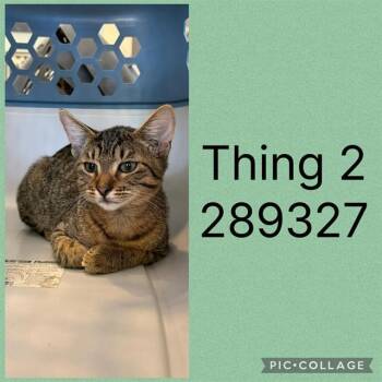 THING 2 -  Domestic Short Hair Cat for Adoption in Macon, Georgia - THING 2 | PetCurious