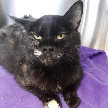 Elowyn -  Domestic Short Hair Cat for Adoption in Spokane, Washington - Elowyn | PetCurious